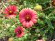 Indian Blanket - Native